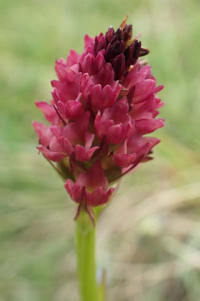 Nigritella rhellicani x Pseudorchis albida, A   Osttirol, Golzentipp 12.7.2019 