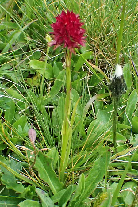Nigritella sulzeri \ Sulzers Kohlröschen, A  Trenchtling 6.7.2024 