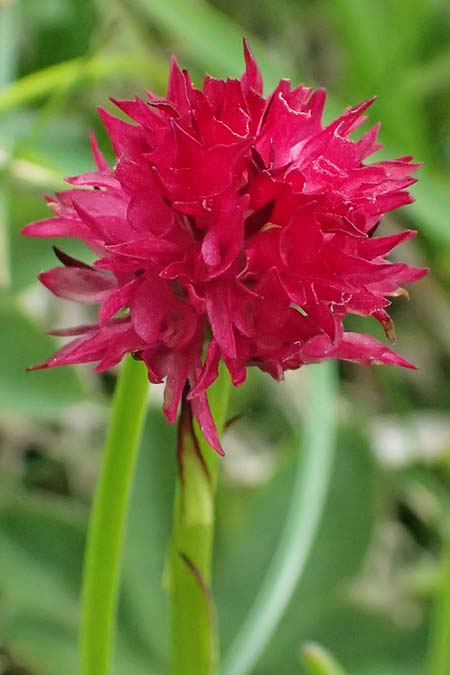 Nigritella sulzeri \ Sulzers Kohlröschen, A  Trenchtling 6.7.2024 