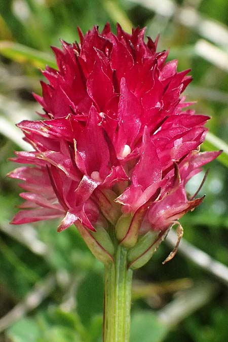 Nigritella sulzeri \ Sulzers Kohlröschen, A  Trenchtling 6.7.2024 