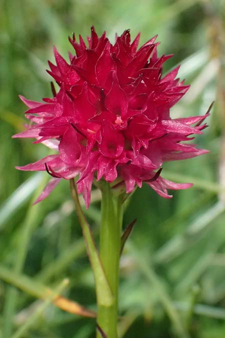 Nigritella sulzeri \ Sulzers Kohlröschen, A  Trenchtling 6.7.2024 