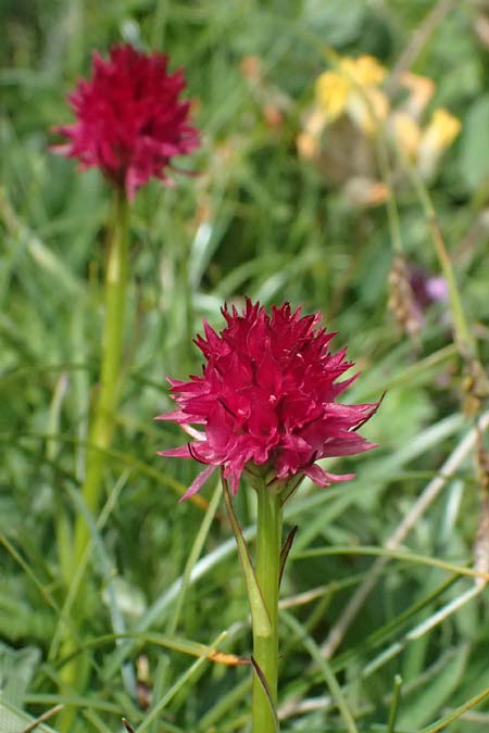 Nigritella sulzeri \ Sulzers Kohlröschen, A  Trenchtling 6.7.2024 