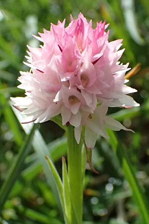 Nigritella widderi \ Widders Kohlröschen, A  Admont 5.7.2024 