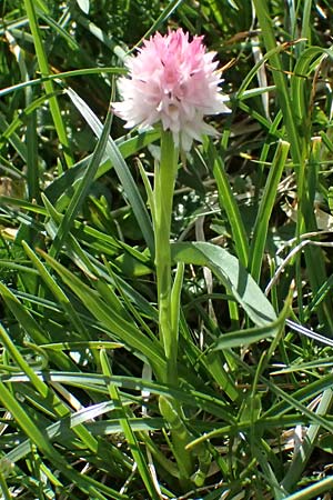 Nigritella widderi \ Widders Kohlröschen, A  Admont 5.7.2024 