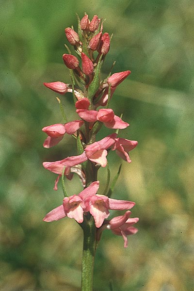 Gymnadenia odoratissima x Nigritella rhellicani, A   Lechtal, Elbigenalb 6.8.1988 