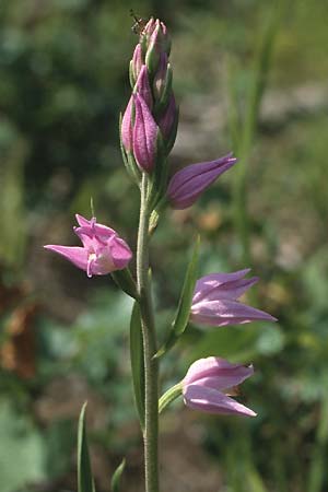 Cephalanthera rubra \ Rotes Waldvögelein, A  Wienerwald bei Baden 20.6.1987 
