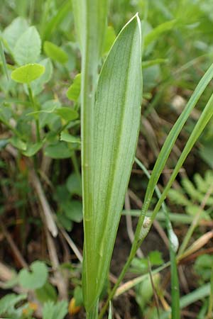 Traunsteinera globosa \ Rote Kugelorchis / Globe Orchid, A  Neuhaus am Zellerrain 2.7.2019 