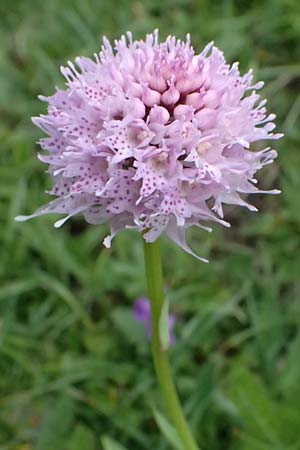 Traunsteinera globosa \ Rote Kugelorchis / Globe Orchid, A  Trenchtling 6.7.2024 