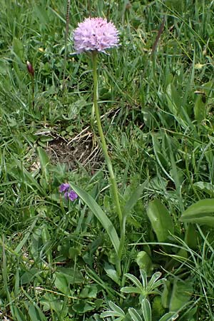 Traunsteinera globosa \ Rote Kugelorchis / Globe Orchid, A  Trenchtling 6.7.2024 