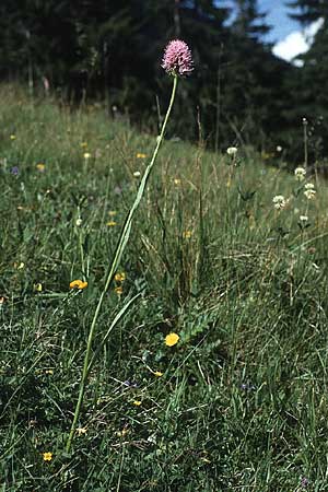 Traunsteinera globosa \ Rote Kugelorchis / Globe Orchid, A  Widderstein 17.7.1987 