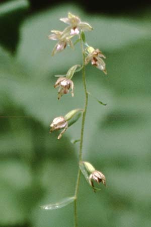 Epipactis voethii \ Voeths Ständelwurz, A  Bisamberg 27.7.1997 