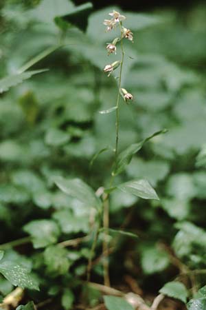 Epipactis voethii \ Voeths Ständelwurz, A  Bisamberg 27.7.1997 