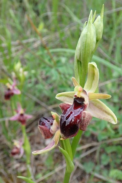 Ophrys abchasica x cyclocheila, Aserbaidschan/Azerbaijan,  Xizi 3.5.2019 (Photo: Luc Segers)