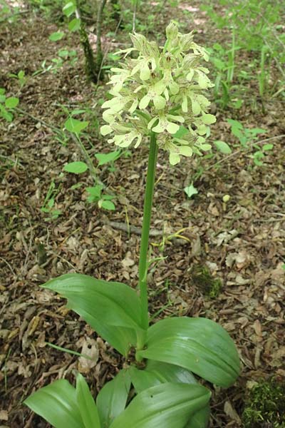 Orchis caucasica x punctulata, Aserbaidschan/Azerbaijan,  Xanagah 3.5.2019 (Photo: Luc Segers)