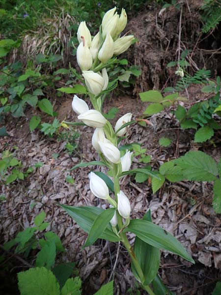 Cephalanthera kotschyana \ Kotschy-Waldvögelein, Aserbaidschan,  Quba 26.5.2019 (Photo: Luc Segers)