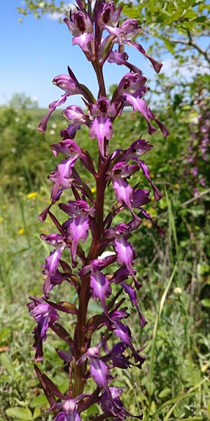 Himantoglossum formosum \ Schöne Riemenzunge, Kaukasische Riemenzunge / Caucasian Lizard Orchid, Aserbaidschan/Azerbaijan,  Quba 25.5.2019 (Photo: Luc Segers)