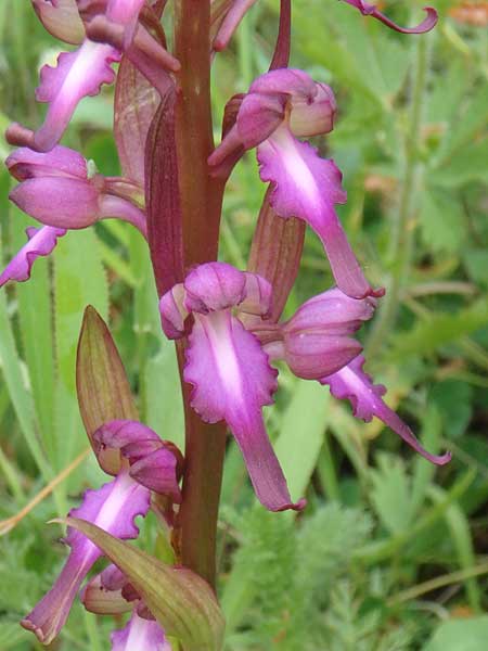 Himantoglossum formosum \ Schöne Riemenzunge, Kaukasische Riemenzunge / Caucasian Lizard Orchid, Aserbaidschan/Azerbaijan,  Quba 25.5.2019 (Photo: Luc Segers)