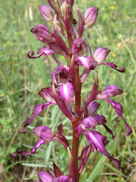 Himantoglossum formosum \ Schöne Riemenzunge, Kaukasische Riemenzunge / Caucasian Lizard Orchid, Aserbaidschan/Azerbaijan,  Quba 25.5.2019 (Photo: Luc Segers)