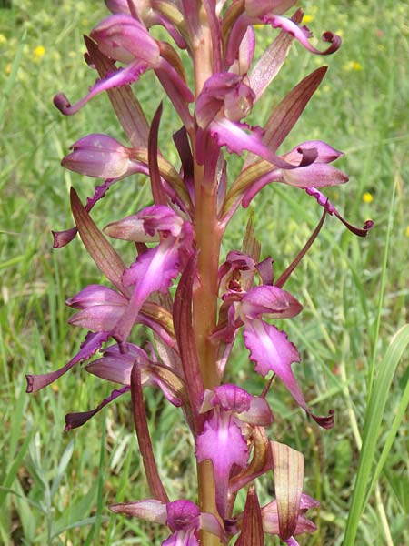 Himantoglossum formosum \ Schöne Riemenzunge, Kaukasische Riemenzunge / Caucasian Lizard Orchid, Aserbaidschan/Azerbaijan,  Quba 25.5.2019 (Photo: Luc Segers)