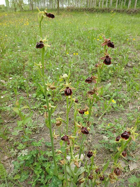 Ophrys caucasica / Caucasian Bee Orchid, Azerbaijan,  Ashagi - Imamgulukend 4.5.2019 (Photo: Luc Segers)