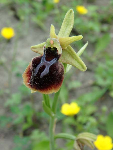Ophrys caucasica / Caucasian Bee Orchid, Azerbaijan,  Ashagi - Imamgulukend 4.5.2019 (Photo: Luc Segers)
