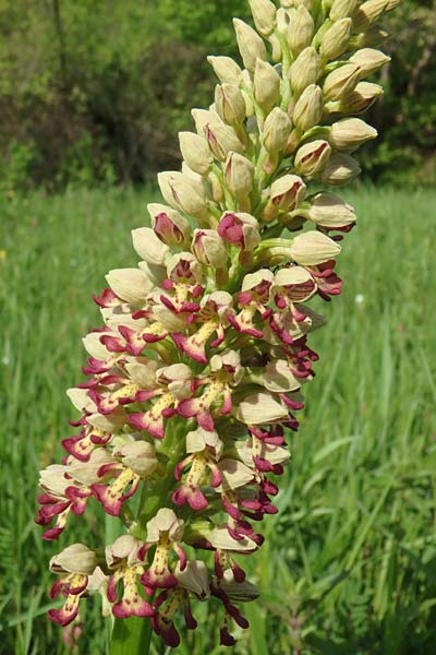 Orchis punctulata x stevenii, Aserbaidschan/Azerbaijan,  Qabala 3.5.2019 (Photo: Luc Segers)