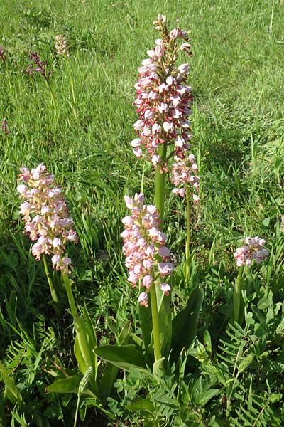 Orchis punctulata x stevenii, Aserbaidschan/Azerbaijan,  Qabala 3.5.2019 (Photo: Luc Segers)