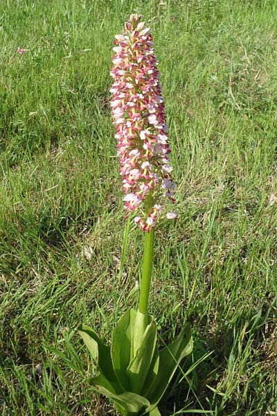 Orchis punctulata x stevenii, Aserbaidschan/Azerbaijan,  Qabala 3.5.2019 (Photo: Luc Segers)