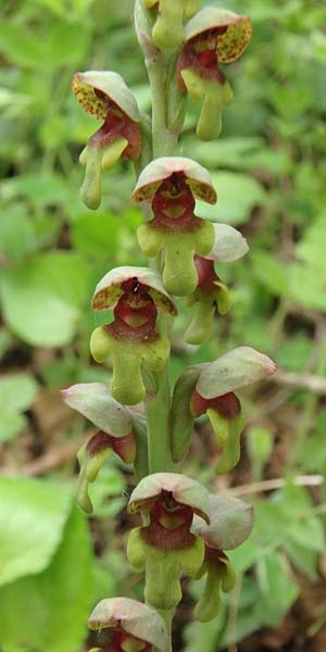 Steveniella satyrioides var. iranica \ Iran-Kappenorchis / Iran Hooded Orchid, Aserbaidschan/Azerbaijan,  Almu 30.4.2019 (Photo: Luc Segers)