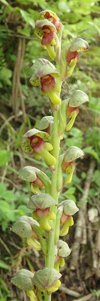 Steveniella satyrioides var. iranica \ Iran-Kappenorchis / Iran Hooded Orchid, Aserbaidschan/Azerbaijan,  Almu 30.4.2019 (Photo: Luc Segers)