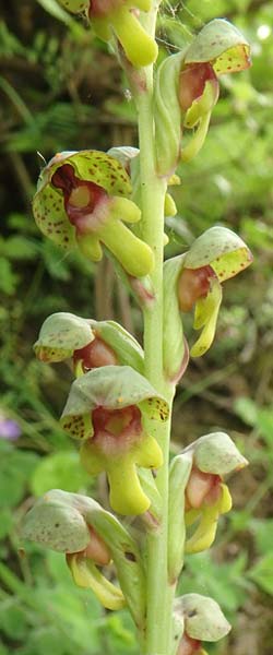 Steveniella satyrioides var. iranica \ Iran-Kappenorchis / Iran Hooded Orchid, Aserbaidschan/Azerbaijan,  Almu 30.4.2019 (Photo: Luc Segers)