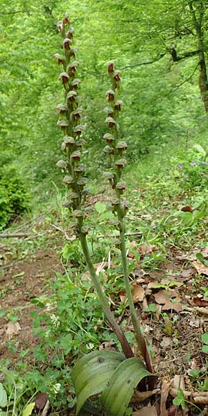 Steveniella satyrioides var. iranica \ Iran-Kappenorchis / Iran Hooded Orchid, Aserbaidschan/Azerbaijan,  Almu 30.4.2019 (Photo: Luc Segers)
