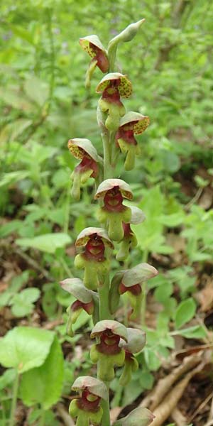 Steveniella satyrioides var. iranica \ Iran-Kappenorchis / Iran Hooded Orchid, Aserbaidschan/Azerbaijan,  Almu 30.4.2019 (Photo: Luc Segers)