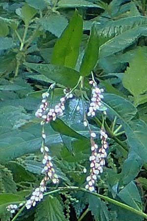 Persicaria x condensata, Hybrid Water-Pepper Persicaria x condensata, Hybrid Water-Pepper
