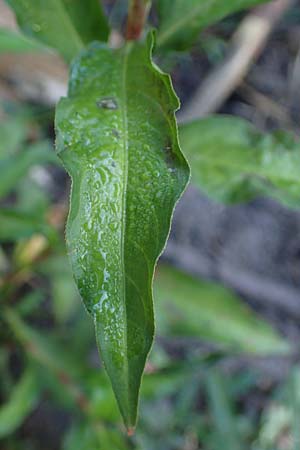 Persicaria hydropiper \ Wasserpfeffer-Knterich, Pfeffer-Knterich / Water-Pepper, B Moresnet 21.8.2022