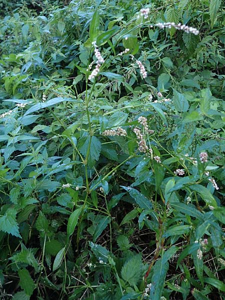 Persicaria x condensata \ Kn�terich-Hybride / Hybrid Water-Pepper, B Moresnet 21.8.2022