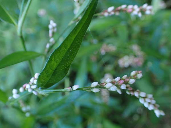 Persicaria x condensata \ Kn�terich-Hybride / Hybrid Water-Pepper, B Moresnet 21.8.2022