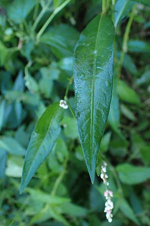 Persicaria x condensata \ Kn�terich-Hybride / Hybrid Water-Pepper, B Moresnet 21.8.2022
