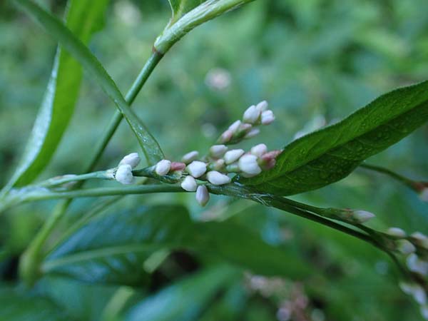 Persicaria x condensata \ Kn�terich-Hybride / Hybrid Water-Pepper, B Moresnet 21.8.2022