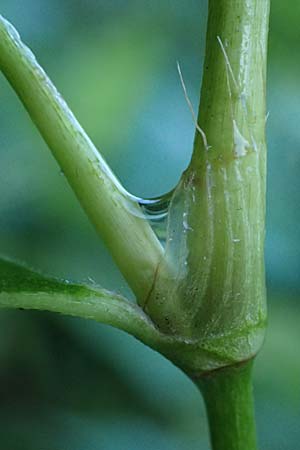 Persicaria x condensata \ Kn�terich-Hybride / Hybrid Water-Pepper, B Moresnet 21.8.2022