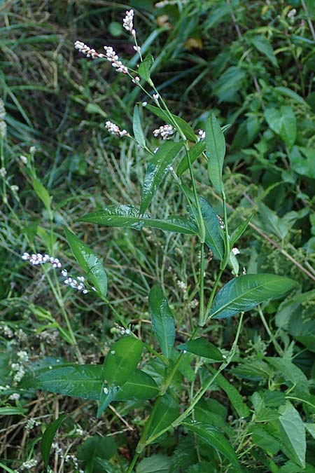 Persicaria maculosa \ Floh-Knterich / Redshank, B Moresnet 21.8.2022
