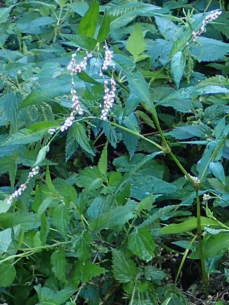 Persicaria x condensata \ Kn�terich-Hybride / Hybrid Water-Pepper, B Moresnet 21.8.2022