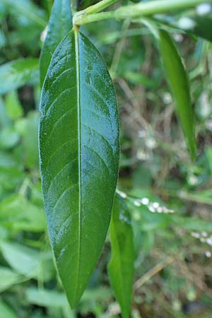 Persicaria x condensata \ Kn�terich-Hybride / Hybrid Water-Pepper, B Moresnet 21.8.2022