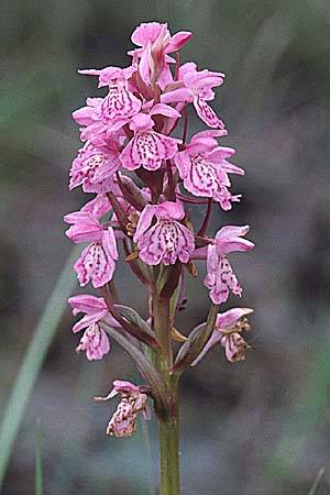 Dactylorhiza maculata x sphagnicola, B   Brackvenn 11.6.2000 