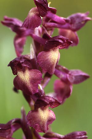 Anacamptis coriophora x morio, Bosnien-Herzegowina/Bosnia-Herzegovina,  Brod 29.5.2004 (Photo: Helmut Presser)