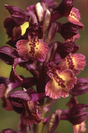 Anacamptis coriophora x morio, Bosnien-Herzegowina/Bosnia-Herzegovina,  Brod 29.5.2004 (Photo: Helmut Presser)