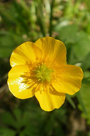 Ranunculus alsaticus \ Elssser Gold-Hahnenfu / Alsacian Goldilocks, CH Biel-Benken 13.4.2011