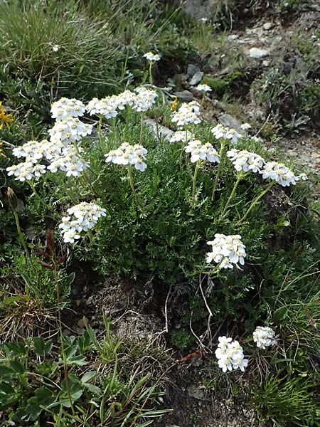 Achillea erba-rotta subsp. moschata \ Moschus-Schafgarbe / Musk Yarrow, Iva, CH Umbrail-Pass / Passo dell'Umbrail 7.7.2026