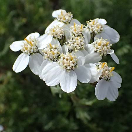 Achillea erba-rotta subsp. moschata \ Moschus-Schafgarbe / Musk Yarrow, Iva, CH Umbrail-Pass / Passo dell'Umbrail 7.7.2026
