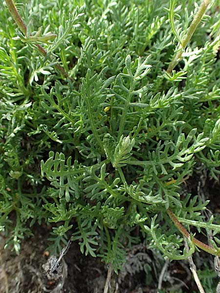 Achillea erba-rotta subsp. moschata \ Moschus-Schafgarbe / Musk Yarrow, Iva, CH Umbrail-Pass / Passo dell'Umbrail 7.7.2026